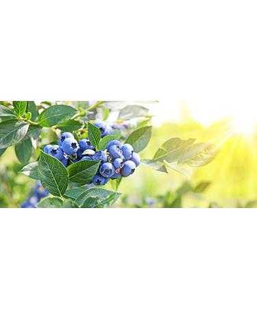 Buy 100% Pure Blueberry Seed Oil - Cold Pressed Non-GMO Carrier Oil for Skin & Hair Care - 8 oz - Buy Online on GoSupps.com
