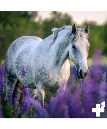 Reavet Kidney Liquid for Horses 1L - 100% Natural Herbal Mix for Kidney Support & Liver Health - Buy Online on GoSupps.com