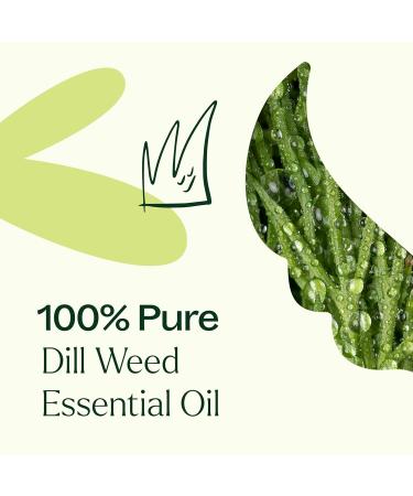 Plant Therapy Dill Weed Essential Oil 10 mL (1/3 oz) 100% Pure Undiluted Therapeutic Grade 0.34 Fl Oz (Pack of 1) - Buy Online on GoSupps.com