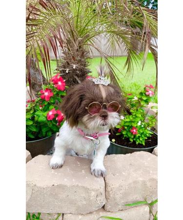 Pet Show Dog Tiara Crown Hair Clip for Small Dogs - Crystal Rhinestone Girls Puppies Barrette Grooming Accessory - Buy Online on GoSupps.com