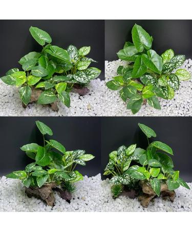 Smoothedo-Pets Aquarium Decoration | Betta Silk Blade Pad Driftwood Cave & Shell Accessories - Enhance Your Fish Tank! - Buy Online on GoSupps.com