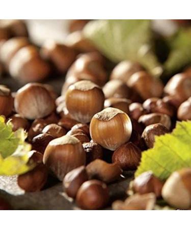 Turkish Hazelnuts in Shell - 1 kg High Quality Vegan Snack from Turkey | Natural & Untreated Hazelnuts in Bowl - Buy Online on GoSupps.com