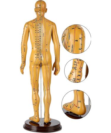 Human Acupuncture Template 50 cm Human Meridian Chinese Medicine Acupuncture Point Medicine Acupuncture Point Model Hand Rotate Anatomy Model - Buy Online on GoSupps.com
