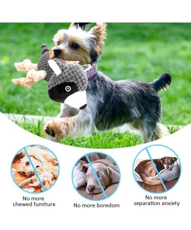 SQinor Plush Squeaking Dog Toy - Interactive Raccoon Cuddly Toy for Large & Small Dogs and Puppies | Durable & Fun - Buy Online on GoSupps.com