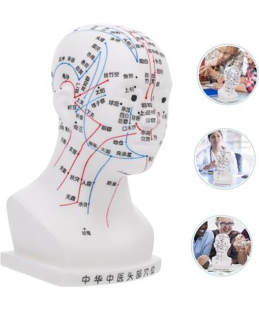 Minkissy Realistic Acupuncture Point Model - Hospital & Laboratory Supplies for Head Massage | 22x12x8cm PVC Scalp Pin Model - Buy Online on GoSupps.com