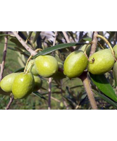 Gaea Greek Extra Virgin Olive Oil 17 fl oz (500 ml) - Premium Quality & Authentic Flavor - Buy Online on GoSupps.com