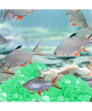 Halcyerdu 200 Pcs Fluorescent Pebble Stones - Bright Green Night Light Stones for Aquarium & Garden Decoration - Buy Online on GoSupps.com