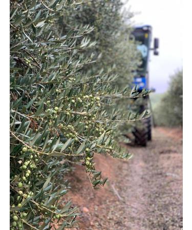 NEW Livo Olive Oil - ULTRA High Polyphenol - NEW CHILE 2025 Harvest - 500 ml - Buy Online on GoSupps.com