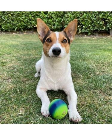 SPORTSPET High Bounce Natural Rubber Dog Balls - 6 Pack (60mm) - Durable & Fun for Active Dogs International Shipping Available - Buy Online on GoSupps.com