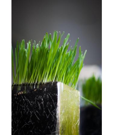 Certified Organic Wheatgrass Powder 100gm - Buy Online on GoSupps.com