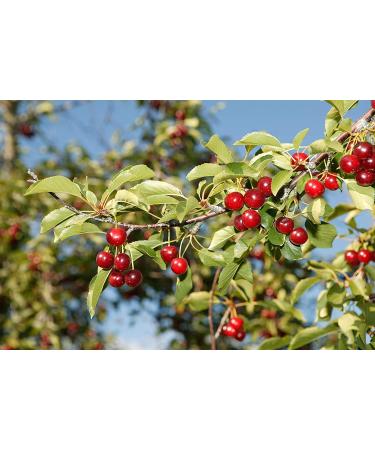 Stoneridge Orchards Tart Cherry Concentrate 16 fl oz â€“ Pure Tart Cherry Juice for Health & Wellness - Buy Online on GoSupps.com