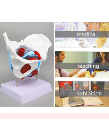 Detachable Male & Female Pelvic Model | Bladder Rehabilitation & Anatomy Teaching Tool | International Shipping - Buy Online on GoSupps.com