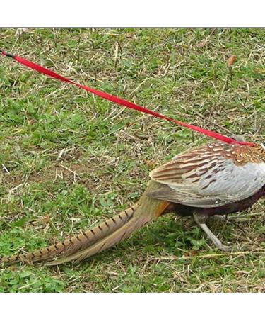 Buy Mifive Adjustable Pet Bird Dishes & Leash - Anti-Bite Training Rope for Parrots | International Shipping Available - Buy Online on GoSupps.com