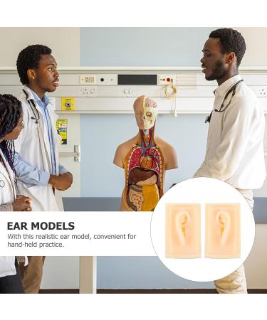 Baluue Ear Model Display - Acupoint Learning Tool & Ear Cleaning Practice Props - Ideal for Hearing Aid & Earplug Simulation - Buy Online on GoSupps.com