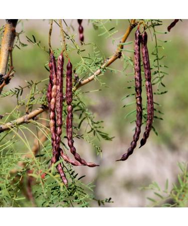 Organic Mesquite Powder (500g) - Caramel Flavored, Gluten-Free, Vegan - 100% Natural - Lab-Tested - 1.1lb Pack - Buy Online on GoSupps.com