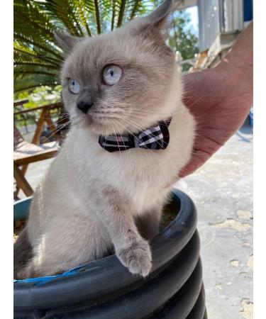 SuperBuddy Cute Bow Bell Cat Collar - 2 Pack Plaid Kitten Collar with Removable Bowtie for Cats Kittens - Brown-Black - Buy Online on GoSupps.com
