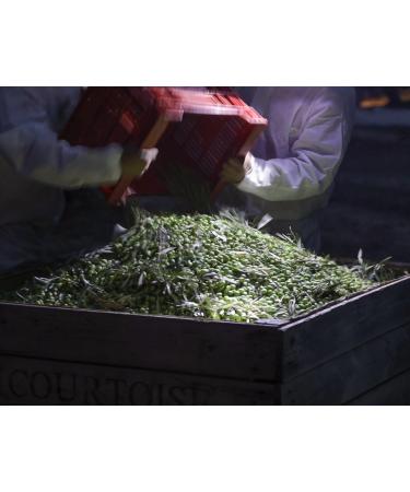 Aceitex Remember Extra Piqu Green Limited Edition olive oil 500 ml - Buy Online on GoSupps.com