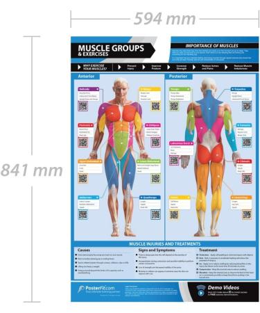 MUSCLE GROUPS & EXERCISES Poster | Anterior & Posterior Muscles | Laminated Home & Gym Wall Chart | FREE Online Training | A1 Size - 841mm x 594mm | Enhance Personal Fitness - Buy Online on GoSupps.com
