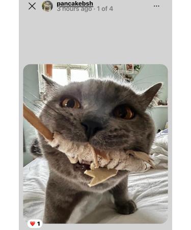 Purrs Lizard attachment- Fits PurrSuit Frenzy & DaBird wand Cat Toys - Buy Online on GoSupps.com