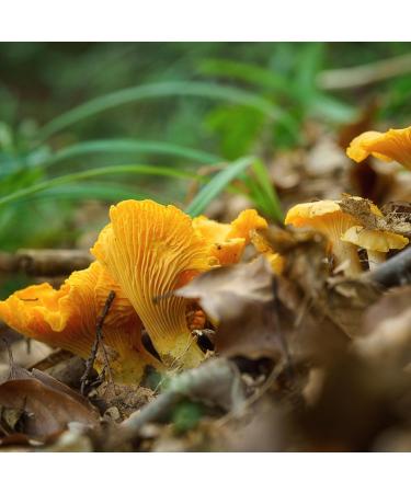 Dried Chanterelles I Chanterelles Wild Collection Chanterelles 100% Natural Quality 1A 200g - Buy Online on GoSupps.com