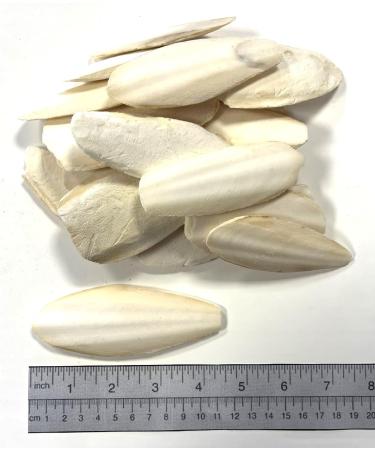 * Special* 100g Premium Quality Small Cuttlefish Bone Suitable for Cage Birds Reptiles etc. Cuttlefish 100 g (Pack of 1) - Buy Online on GoSupps.com