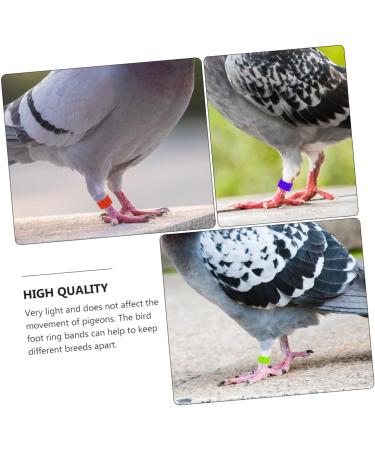 FOMIYES 600 Pcs Homing Pigeon Anklet Labels Where Pigeon Foot Bands Clip on Leg Ring Drumstick Pigeon Ring 0.8X0.8X0.16CMx2pcs Assorted Colorx2pcs - Buy Online on GoSupps.com