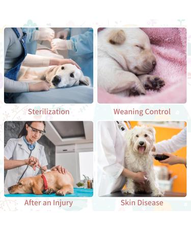 Recreational Surgical Recovery Suit for Dogs & Cats | Soft Breathable Body Suit for Post-Op Comfort | XL Size D-Tree - Buy Online on GoSupps.com