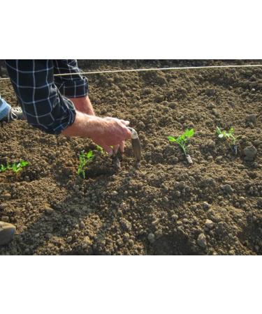  Mariangela Prunotto Prunotto Mariangela Organic Tomato Passata - 690 g - Pack of 6 Bottles - Buy Online on GoSupps.com