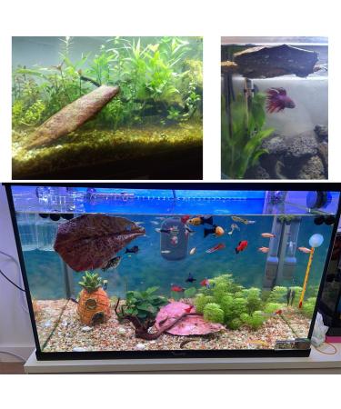 LKXHarleya 200PCS Catappa Indian Almond Leaves for Bettas Tropical Fish Shrimp Aquarium Water Treatments & Boosts Health & Breeding Chances - Buy Online on GoSupps.com