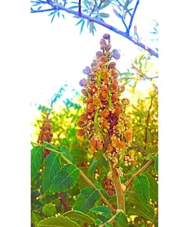 Wild Mountain Sumac I 80g I Ground & Seedless I Single Origin, Handpicked & Sun-Dried - Buy Online on GoSupps.com