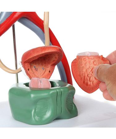 Anatomy Model Body Urine System Model 4-Part Dissected Kidney Structure | Inner Structure of The Bladder Kidneys with Adrenal Glands Urine Conductors and Bladder - Buy Online on GoSupps.com