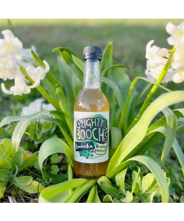 Blighty Booch Kombucha Bottled Tea Drink - 12 x Bramley Elderflower Flavour - Naturally Sparkling Fermented Unpasteurised Live Culture - Vegan Organic Gluten Free Apple - Buy Online on GoSupps.com