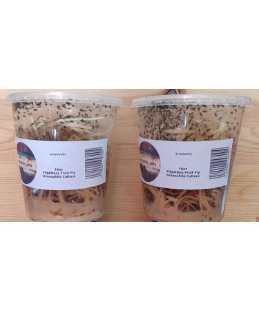 acomantis 2x16oz double-pack Flightless Fruit Flies Live Food (Drosophila Culture)