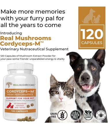 Real Mushrooms Cordyceps Pet & Human Performance Bundle (120ct) - Energy & Vitality Supplement for Pets and Humans - Gluten-Free Non-GMO - Buy Online on GoSupps.com