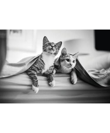FRONTLINE Plus for Cats & Ferrets - 1 Pipette Flea & Tick Treatment (8 Weeks+) | Cat & Ferret Flea Treatment - Buy Online on GoSupps.com