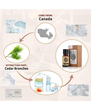 Buy Akarz Organic Cedar Oil | Pure Therapeutic Essential Oil for Skin Hair DIY & Aromatherapy (10 ml) - Buy Online on GoSupps.com
