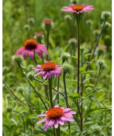 Amazing Botanicals Echinacea Purpurea Extract Tincture - 3,000mg Herbal Liquid Supplement Extract for Immune System Support - High Strength Formula with Natural Antioxidant for Overall Wellbeing - Buy Online on GoSupps.com