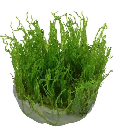 Tropica Taxiphyllum Taiwan Moss 1-2-Grow! - Buy Online on GoSupps.com