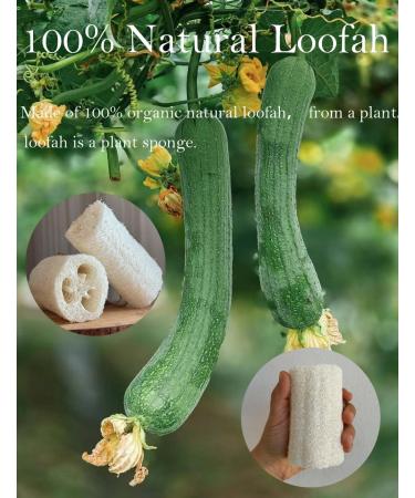 100% Natural Loofah Exfoliating Sponge - Eco-Friendly Biodegradable Body & Face Scrubber | Pack of 12 for Spa & Shower Care - Buy Online on GoSupps.com