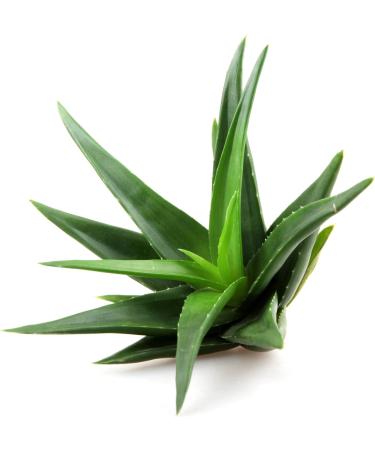 Foreverfit Aloe Vera Drinking Gel 1000ml | Pure Barbadensis Miller Leaf Gel | No Juice No Concentrate No Artificial Additives | High Acemannan 1200mg/L - Buy Online on GoSupps.com