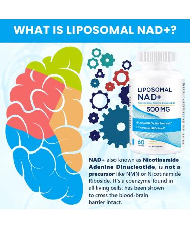 Liposomal NAD+ 500 mg with TMG 250 mg - Superior Absorption for Healthy Aging | 60 Portions - More Efficient than Nicotinamide Riboside - Buy Online on GoSupps.com