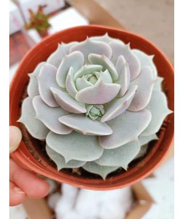 2in Echeveria Lola Succulent Plant - Live Mini Plant for Indoor Outdoor Decor, Perfect for Home Office Wedding DIY Projects - 1 Pack Fully Rooted in Pots - Buy Online on GoSupps.com