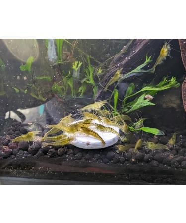 Aquatic Foods Inc. Calcium Feeder Small & Medium Shells. Extra Thick Shells for Snails Shrimp Crabs Hermit Crabs Crayfish and All Tropical Fish 200 Count Bag 200 Count (Pack of 1) - Buy Online on GoSupps.com