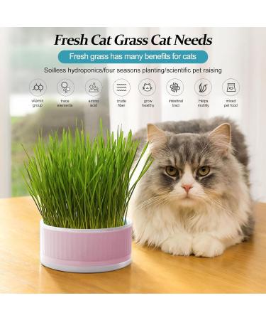 Lambo Cat Grass Planters | Hydroponic Plant Boxes for Cats & Pets | Removable Earth-Free Mint Planters - Buy Online on GoSupps.com
