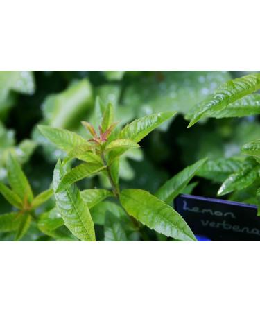 Lemon Verbena dried leaves organic Verveine whole leaves organic 50gm non GMO product of Morocco - Buy Online on GoSupps.com