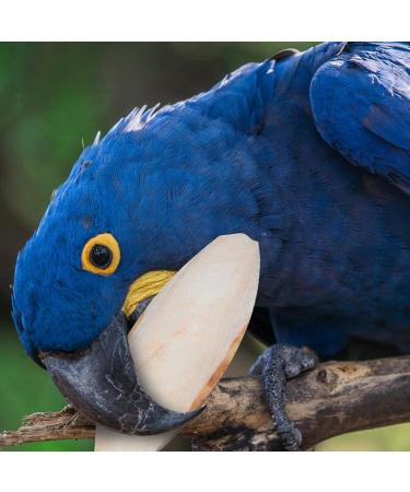 20 Pieces Tall Sepia Shells - Natural Sepia Bowls for Turtles Birds & Reptiles | Cuddly Bones & Feed Toys - Buy Online on GoSupps.com