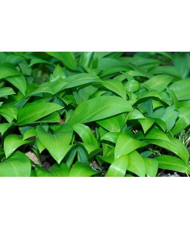 Bresc Wild Garlic Pesto 10x450g - Gourmet Green Pesto with Wild Garlic Basil & Pecorino | Intense Flavor for Cold & Warm Dishes | International Shipping - Buy Online on GoSupps.com