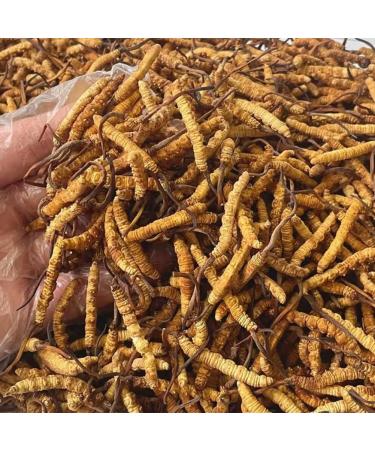 3 Gram 100% Wild Himalayan Cordyceps Sinensis Chinese Caterpillar Fungus Cordyceps Sinensis Wild Cordyceps Dong Chong Xia Cao Memory Support Immune Support Natural Organic Herbal Supplements. - Buy Online on GoSupps.com