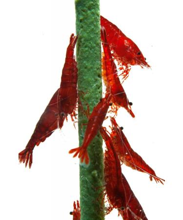 NatureHolic - Shrimp Lollipops "Popeye - Spinach" - Supplementary food for invertebrates - With valuable spinach - For special feeding moments - Made in Germany - 1 - Buy Online on GoSupps.com