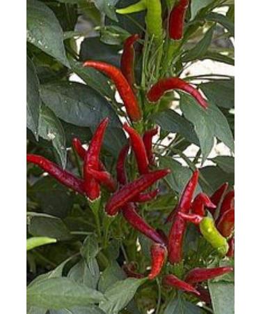 Germinazione I Semi: Liveseeds - Hot Chilli Pepper - Thai Super Chilli 100 Semi